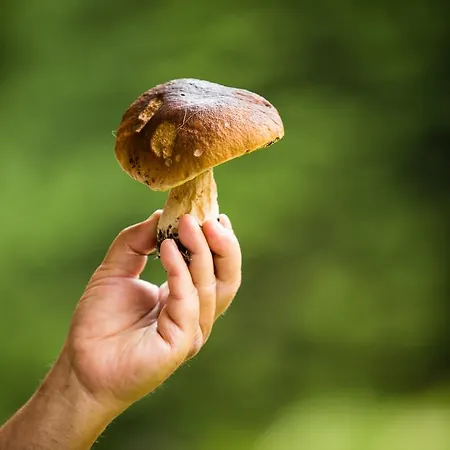 Pod Serakem Гостевой дом 3*